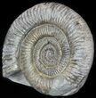 Dactylioceras Ammonite Stand Up - England #46567-1